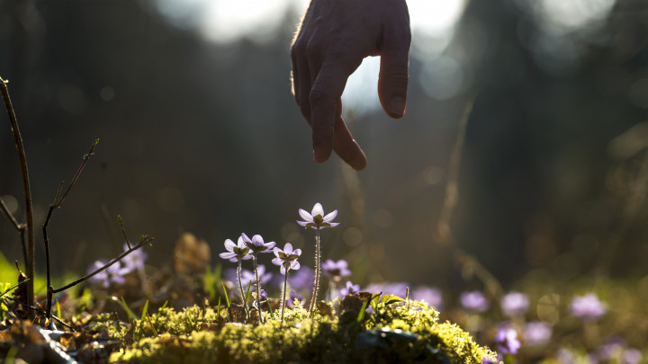 mano che coglie un fiore